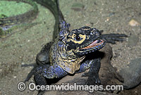 Sail-finned Water Dragon Hydrosaurus pustulatus Photo - Gary Bell