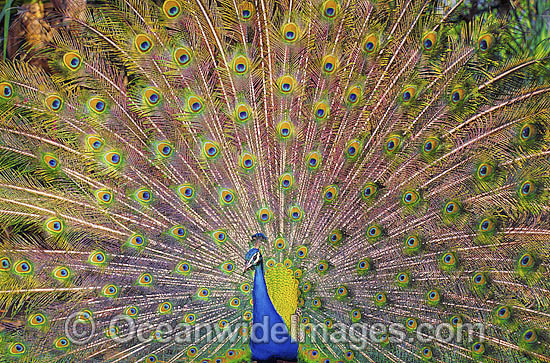 Peacock displaying feathers photo Peacock displaying feathers photo