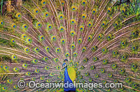 Peacock displaying feathers Photo - Gary Bell