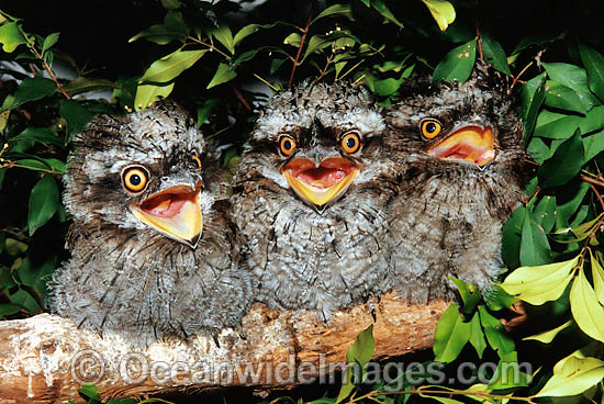 Tawny Frogmouth hatchlings on branch photo Tawny Frogmouth hatchlings on branch photo