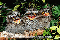 Tawny Frogmouth hatchlings on branch Photo - Gary Bell