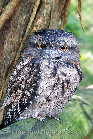 Tawny Frogmouth Podargus strigoides photo Tawny Frogmouth Podargus strigoides photo