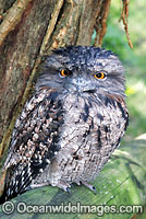 Tawny Frogmouth Podargus strigoides Photo - Gary Bell