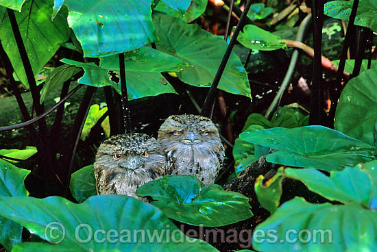 Tawny Frogmouth photo Tawny Frogmouth photo