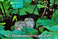 Tawny Frogmouth Photo - Gary Bell