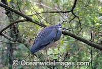 White-faced Heron Photo - Gary Bell
