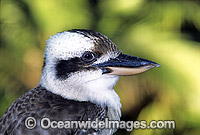 Kingfisher Dacelo noaeguineae Photo - Gary Bell