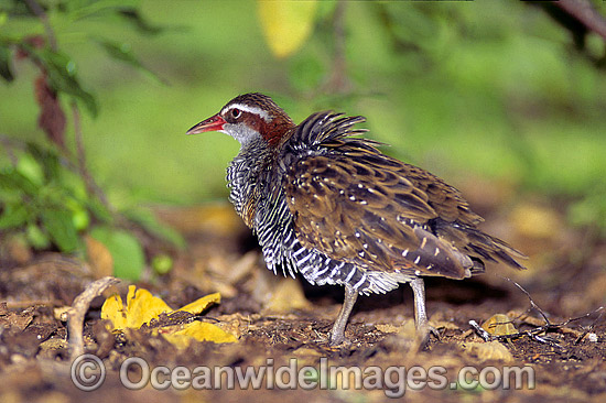 Buff-Banded Rail Gallirallus philippensis photo