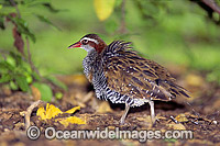 Buff-Banded Rail Gallirallus philippensis Photo - Gary Bell