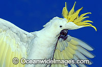 Sulphur-crested Cockatoo Photo - Gary Bell