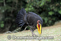 Australian Brush Turkey breeding male Photo - Gary Bell