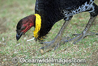Australian Brush Turkey breeding male Photo - Gary Bell