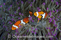Clown Anemonefish Photo - Gary Bell