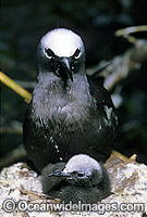 Black Noddy with chick in nest Photo - Gary Bell