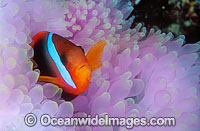 Black Anemonefish Amphiprion melanopus Photo - Gary Bell