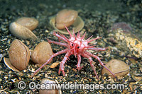 Spiny Stone Crab Deep Photo - Gary Bell