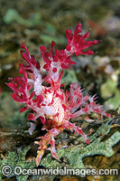 Candy Crab decorated in Soft Coral Photo - Gary Bell