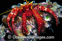 Hermit Crab Dardanus lagopodes Photo - Gary Bell