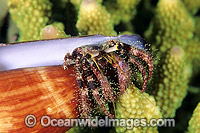 Hermit Crab Photo - Gary Bell