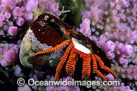 Hermit Crab in cone shell Photo - Gary Bell
