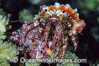 Hermit Crab Photo - Gary Bell