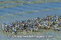 Soldier Crab Mictyris longicarpus Photo - Gary Bell