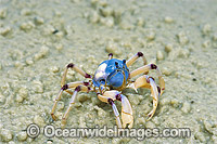 Soldier Crab Photo - Gary Bell
