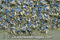 Soldier Crab Photo - Gary Bell