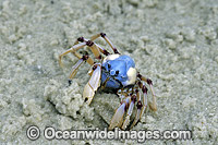 Soldier Crab Mictyris longicarpus Photo - Gary Bell