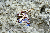 Soldier Crab Mictyris longicarpus Photo - Gary Bell