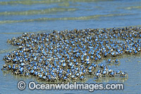 Soldier Crab Mictyris longicarpus Photo - Gary Bell
