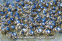 Soldier Crab burying in sand Photo - Gary Bell
