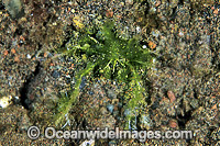 Hairy Decorator Crab Achaeus japonicus Photo - Gary Bell