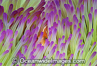Pink Anemonefish Amphiprion perideraion Photo - Gary Bell