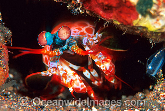 Mantis Shrimp Odontodactylus scyallarus photo Mantis Shrimp Odontodactylus scyallarus photo