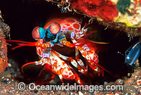Mantis Shrimp Odontodactylus scyallarus Photo - Gary Bell