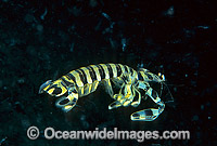 Mantis Shrimp Lysiosquillina maculata Photo - Gary Bell