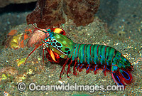 Mantis Shrimp Odontodactylus scyallarus Photo - Gary Bell