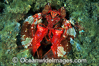 Mantis Shrimp Lysiosquillina sp. Photo - Gary Bell