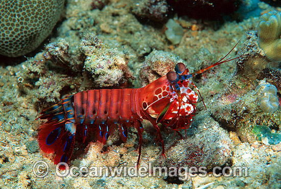 Mantis Shrimp Odontodactylus scyallarus photo Mantis Shrimp Odontodactylus scyallarus photo