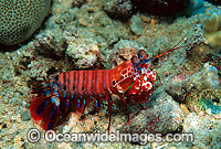 Mantis Shrimp Odontodactylus scyallarus Photo - Gary Bell