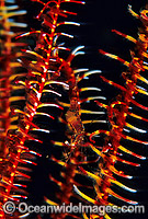 Crinoid Shrimp on Crinoid Featherstar Photo - Gary Bell