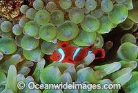 Spine-cheek Anemonefish Premnas biaculeatus Photo - Gary Bell