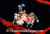 Harlequin Shrimp Hymenocera picta Photo - Gary Bell