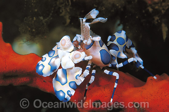 Harlequin Shrimp Hymenocera picta photo Harlequin Shrimp Hymenocera picta photo