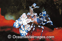 Harlequin Shrimp Hymenocera picta Photo - Gary Bell