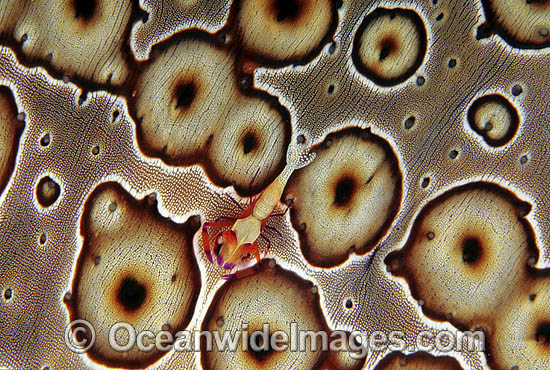 Emperor Shrimp Periclimenes imperator photo Emperor Shrimp Periclimenes imperator photo