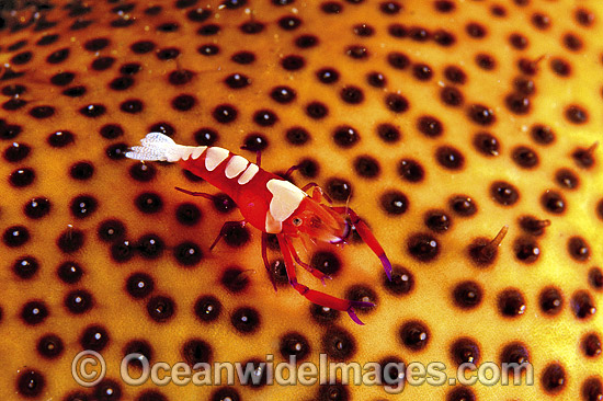 Emperor Shrimp on Sea Cucumber photo Emperor Shrimp on Sea Cucumber photo