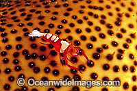 Emperor Shrimp on Sea Cucumber Photo - Gary Bell