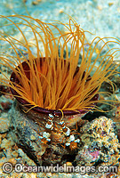 Commensal Anemone Shrimp Photo - Gary Bell